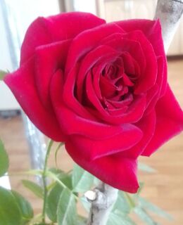 vetrovg147@gmail.com — фото 3